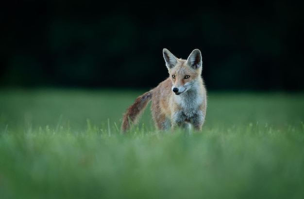 View of a beautiful fox walking in a field with fresh grass