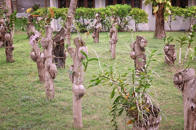 View of beautiful garden with tropical plants at resort