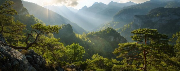 前景の美しい自然の木の景色