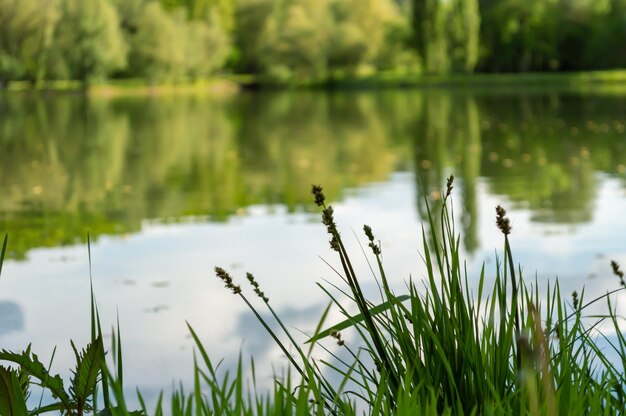 Photo view of the beautiful shore of the lake