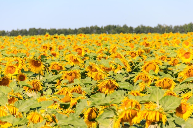 夏の美しい紫陽花畑の景色