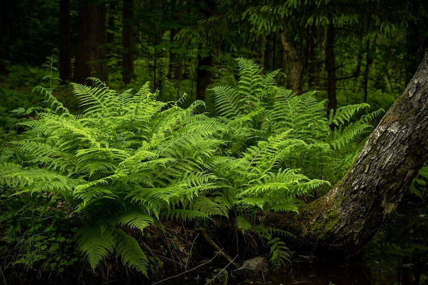 View of the beautiful thickets of ferns in the forest Environment nature Selective focus