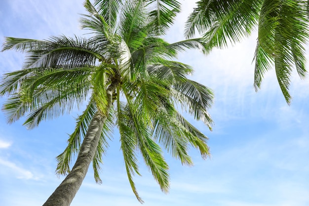 View of beautiful tropical palms against blue sky