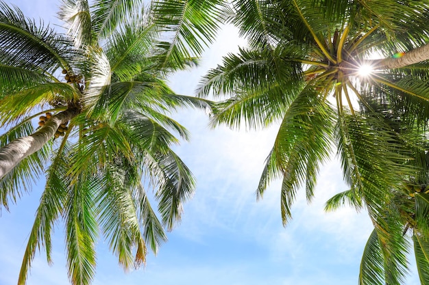 View of beautiful tropical palms against blue sky