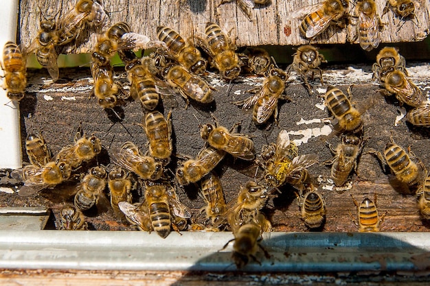 Photo view of bee on wood