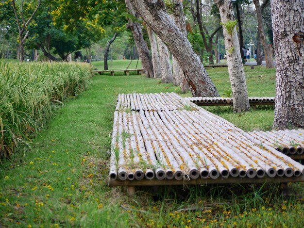 View of bench in park