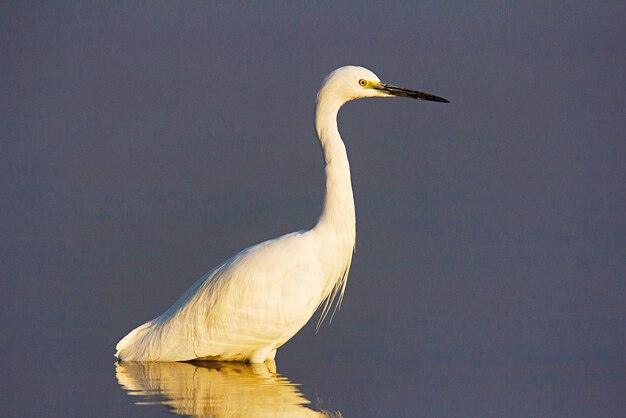 Foto vista di un uccello contro il lago