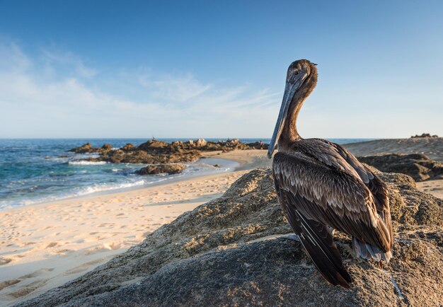 Photo view of bird on beach against the sky