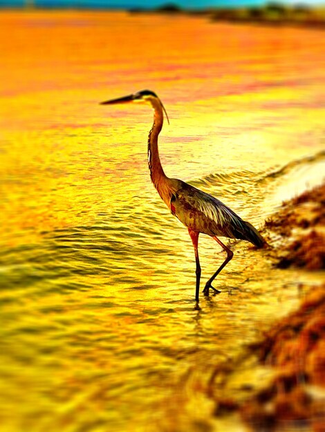 View of bird on beach during sunset