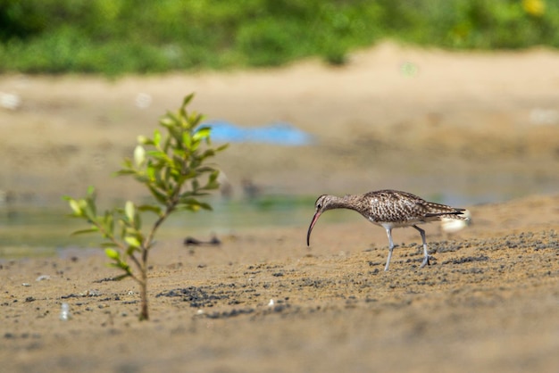 Foto la vista di un uccello sulla spiaggia