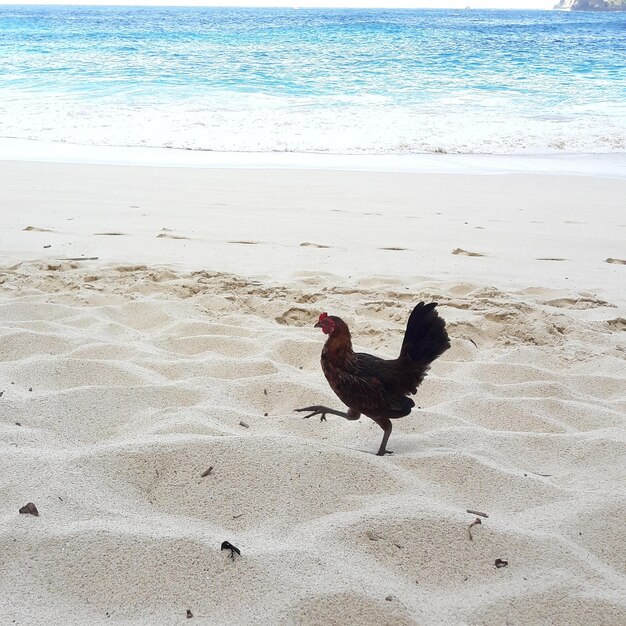 View of a bird on beach