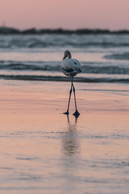 Photo view of bird on beach