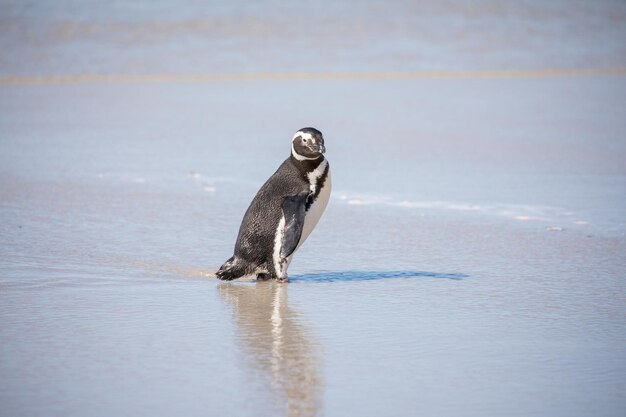 Photo view of a bird on beach