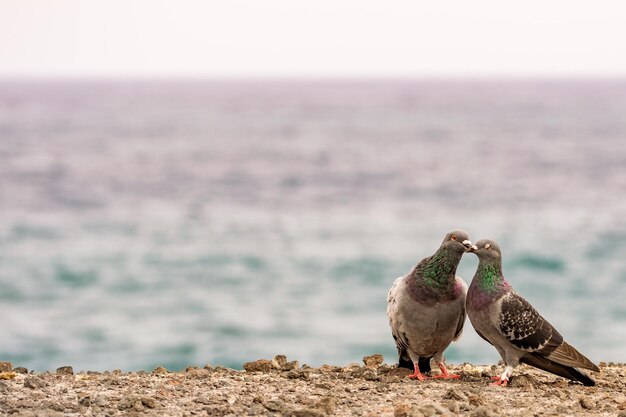 Foto vista di un uccello sulla spiaggia