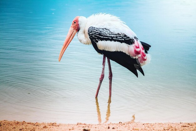 View of bird on beach