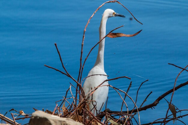 View of bird on branch against sea