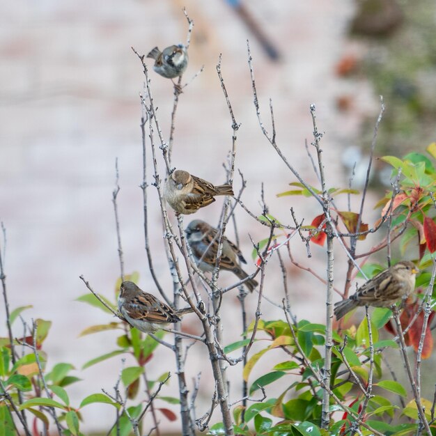 Photo view of bird on branch