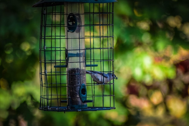 Photo view of bird in cage