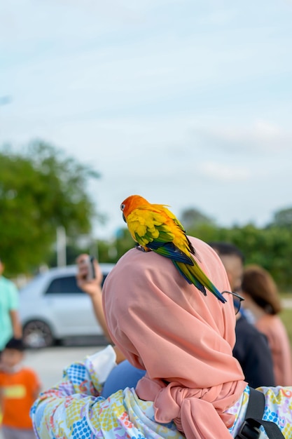 Foto veduta dell'uccello sull'auto