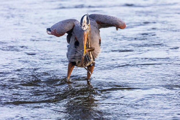 Photo view of bird catching fish in lake