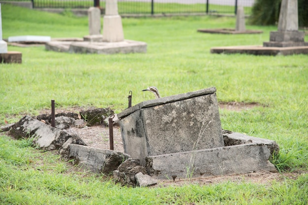 View of a bird on cemetery