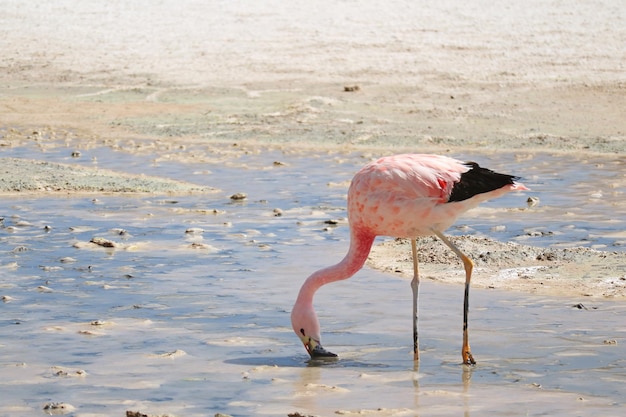 View of a bird drinking water