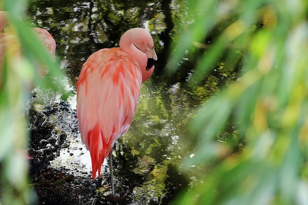 Foto veduta di un uccello che beve acqua