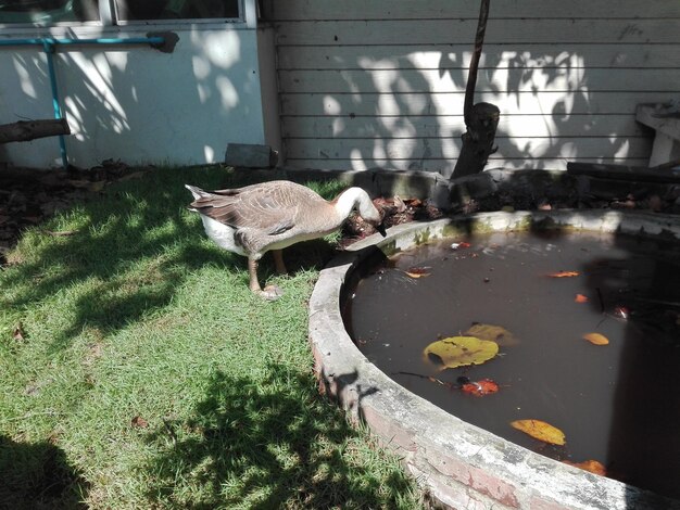 Foto vista di un uccello che beve acqua