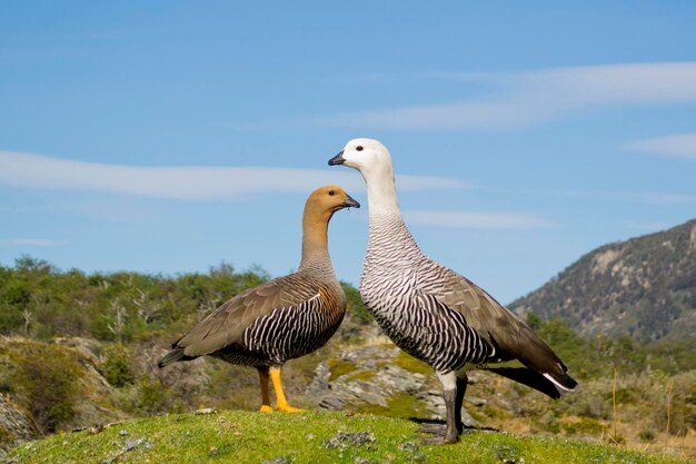 Foto vista di un uccello sul campo contro il cielo