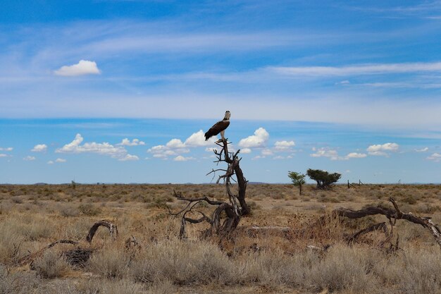 空に照らされた野原の鳥の景色