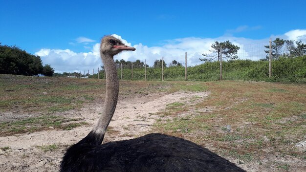 View of bird on field against sky