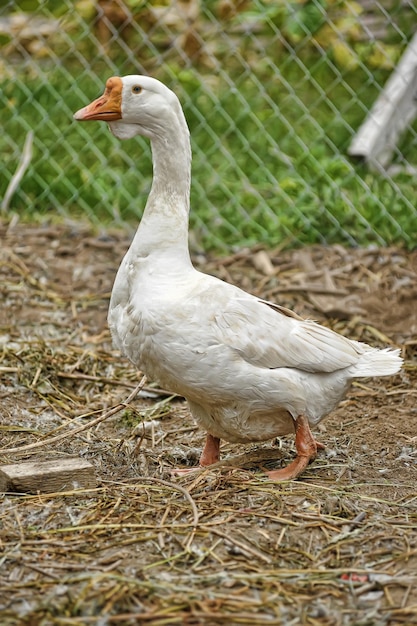 Foto veduta dell'uccello sul campo