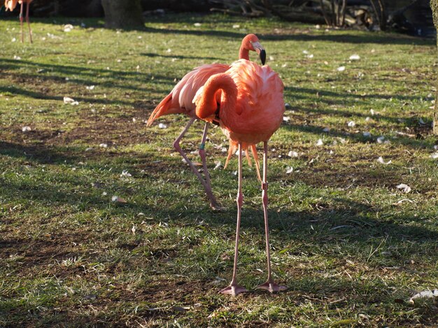 View of a bird on field