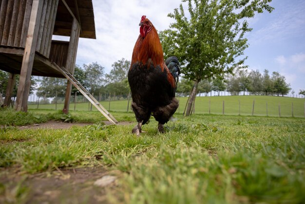 Foto la vista di un uccello sul campo