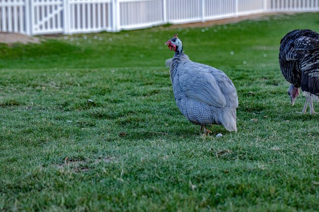 View of a bird on field