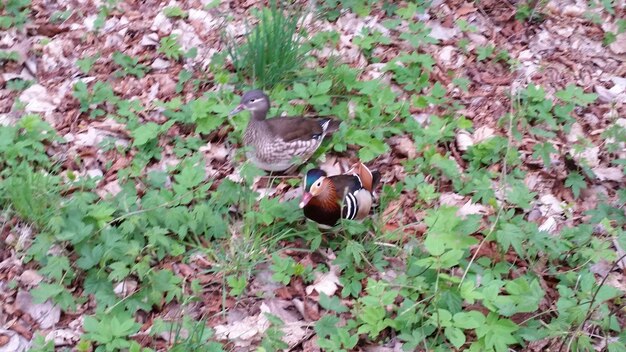 View of bird on field