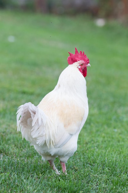 View of a bird on field