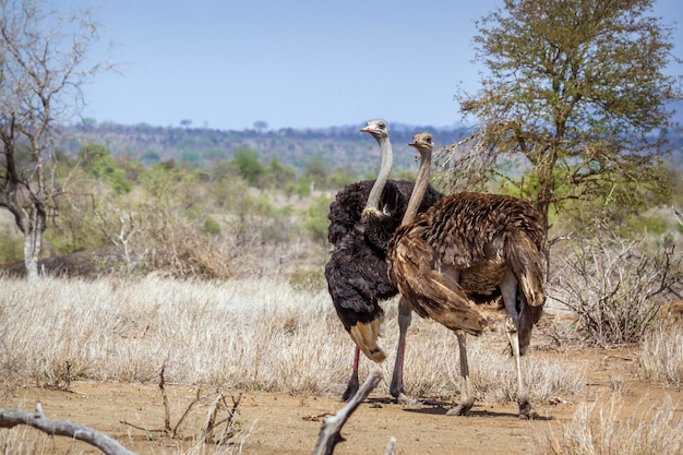 Foto la vista di un uccello sul campo