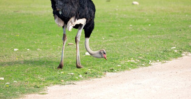 Photo view of a bird on field