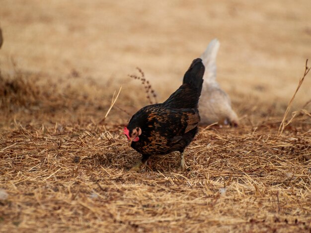 Photo view of a bird on field