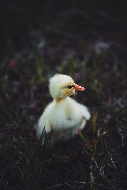 Photo view of a bird on field