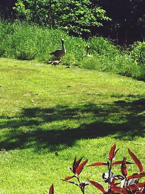 Foto la vista di un uccello sul campo