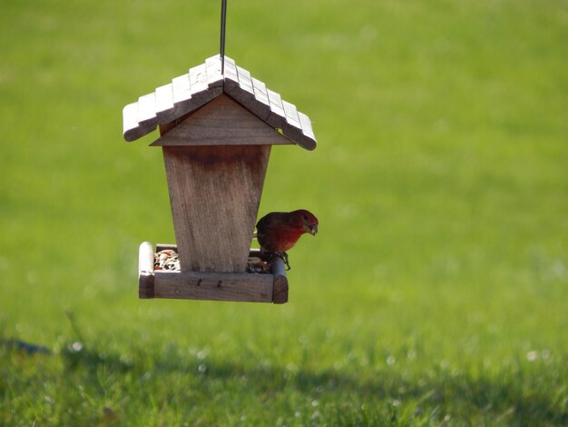 Photo view of a bird on a field