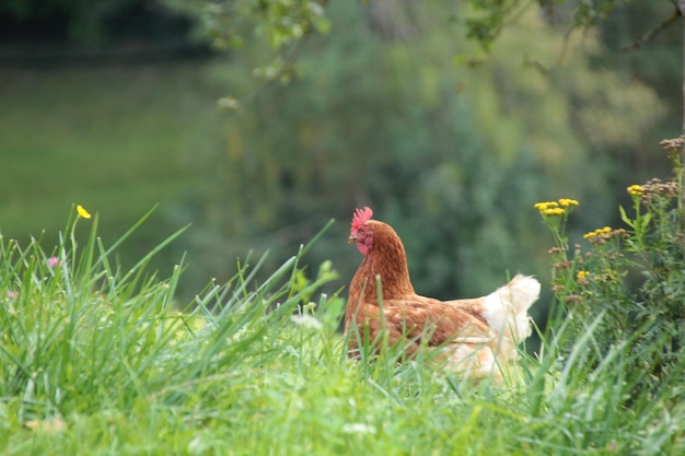 Photo view of a bird on field