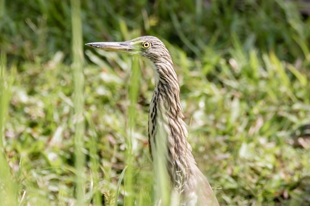 Foto vista di un uccello sul campo