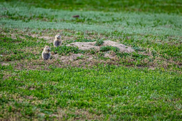 Foto veduta dell'uccello sul campo