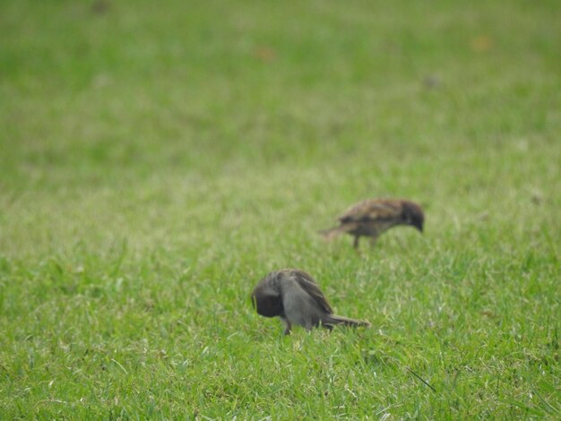 Foto veduta dell'uccello sul campo