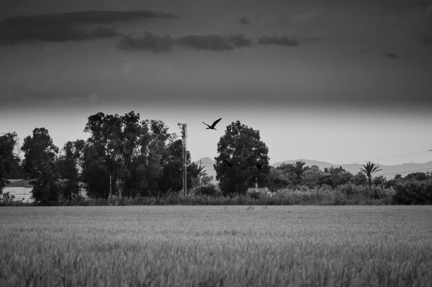 View of bird flying over field