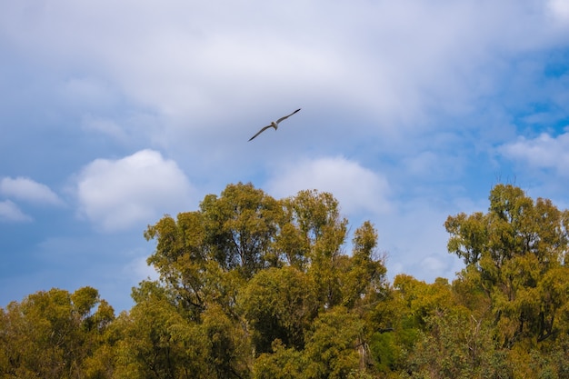 View of bird flying in the sky over trees.