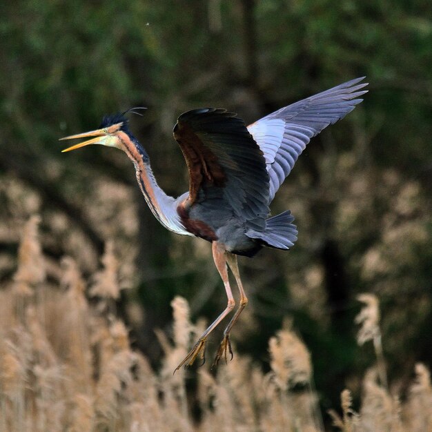 View of a bird flying